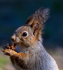 A close-up with a squirrel eating