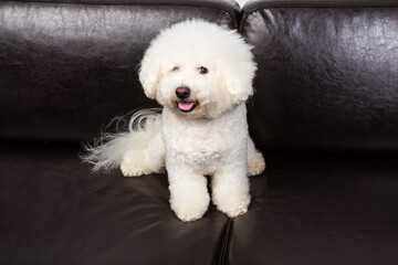 curly haired dog sits on the black sofa