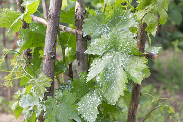 Close up shot of wine culture which was sprayed against pests - Concept © gicku91