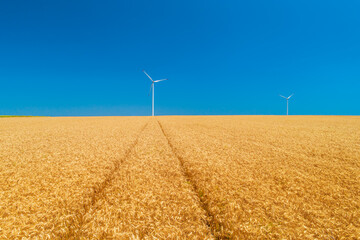 Blue sky and golden wheat field with wind turbines generating electricity