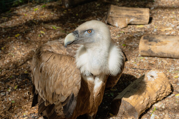 Close-up view of majestic Griffon vulture Gyps fulvus