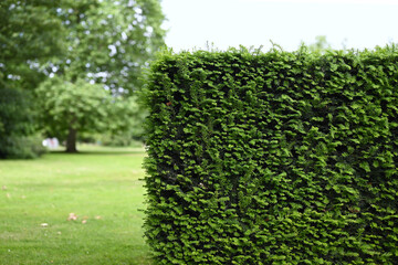 green hedge against green background