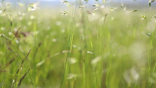 Wind shaking grass on the meadow, sunny day .Freedom, mindfulness, no people