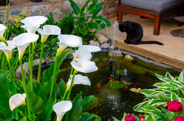 Small backyard pond decoration. Artificial pond in garden. Pool aquatic plants. Pond border decoration. Summer. Pet. Black cat