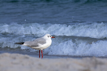 seagulls on the beach