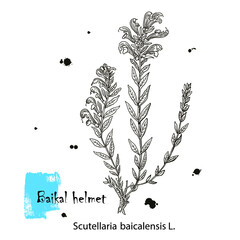Scutellaria baicalensis - Siberian herbs. Handdrawn Illustration - Health and Nature Set