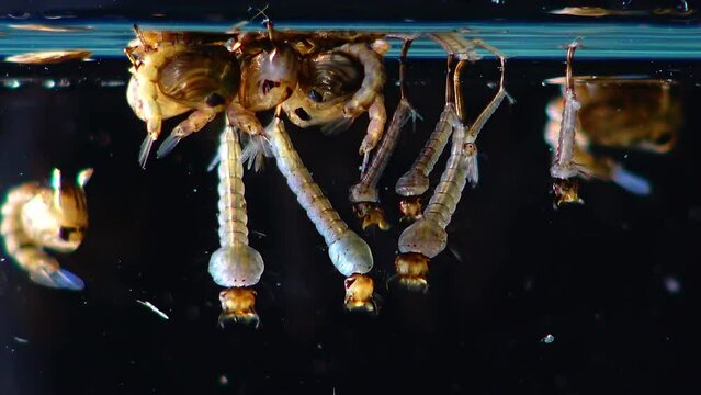Mosquito, Larvae and Pupae in polluted water. Culex pipiens (the common house mosquito or northern house mosquito) is a species of blood-feeding mosquito of the family Culicidae