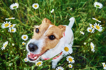 Cute dog sitting in green grass with camomile flowers, Pet portrait on summer meadow