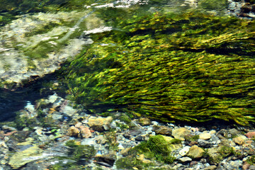 水草が生えた透明な富士山の伏流水の流れ