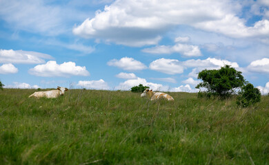 Summer, meadow and clouds. Cows lie on the grass. Agriculture, animal husbandry,