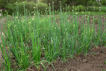 Onion pipes are green. Vegetable garden, agriculture, rural, business