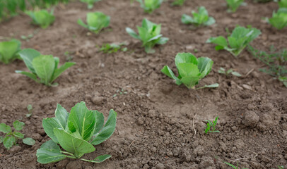 Cabbage seedlings planted. Vegetable garden, agriculture, rural, business