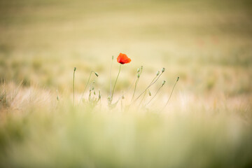 Naklejka premium cornfield poppy