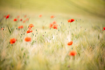 cornfield poppy