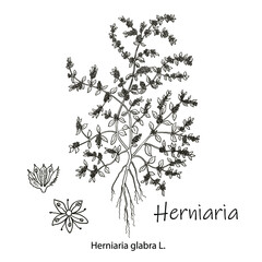 Herniaria glabra, medicinal plant. Hand drawn botanical vector illustration