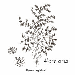 Herniaria glabra, medicinal plant. Hand drawn botanical vector illustration
