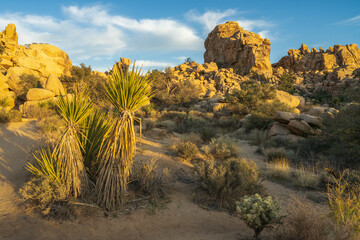 hiking the hidden valley nature trail in josua tree national park, california, usa