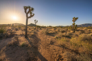 beautiful sunrise in joshua tree national park, california, usa