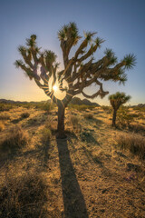 beautiful sunrise in joshua tree national park, california, usa
