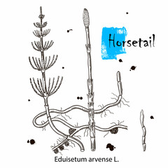 Collection of equisetum plant and escape equisetum. Horsetail. Cosmetics and medical plant. Vector hand drawn illustration.