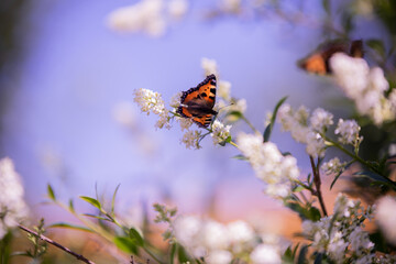 Butterfly Foxtail