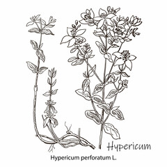 Isolated hypericum wild flower and leaves. Herbal engraved style illustration. Detailed botanical sketch for tea, organic cosmetic, medicine, aromatherapy - obrazy, fototapety, plakaty
