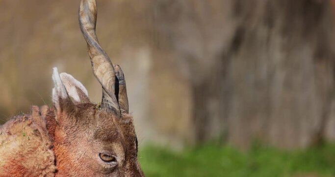 A panning of a markhor head. A large Capra species native to Central Asia, the Karakoram, and the Himalayas.