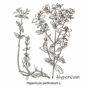 Isolated hypericum wild flower and leaves. Herbal engraved style illustration. Detailed botanical sketch for tea, organic cosmetic, medicine, aromatherapy