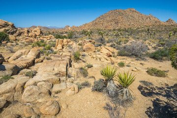 hiking the maze loop in joshua tree national park, california, usa