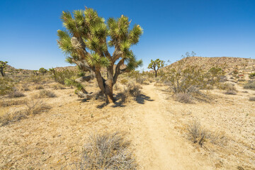 hiking the maze loop in joshua tree national park, california, usa