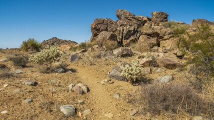 Fototapeta premium hiking the maze loop in joshua tree national park, california, usa