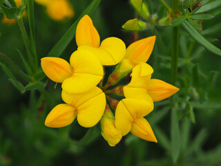 Gewöhnlicher Hornklee