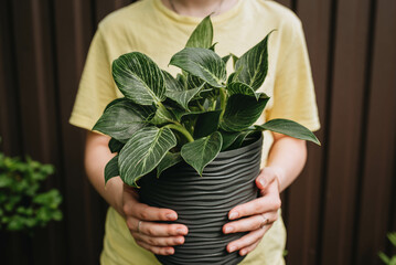 Woman holding a philodendron Birkin in a gray pot. Houseplants concept. - obrazy, fototapety, plakaty