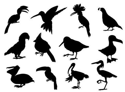 Cartoon birds animal characters Silhouettes premium vector template