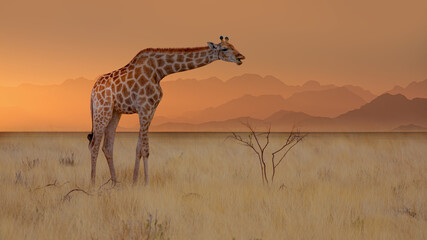Giraffe walking in yellow grass - Group of zebras on the yellow meadow at Etosha national park -...