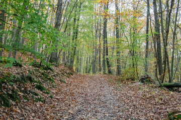 autumn forest in the morning