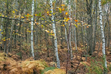 Obraz premium autumn forest in the morning