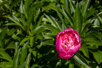 One pink peony flower on a bush. Delicate background for your design. Basis for a postcard. Top view, close-up. Place for text. Selective focus.