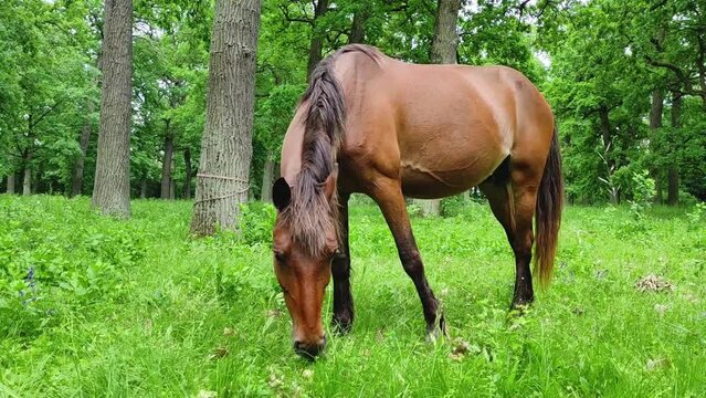 Brown horse grazing eating grass summer sun tail swish, on green grass glade in the forest