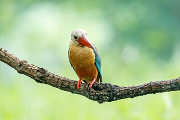 The Stork-billed Kingfisher on a branch