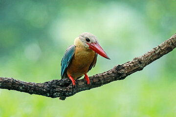 The Stork-billed Kingfisher on a branch