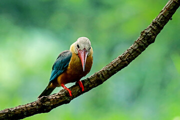 The Stork-billed Kingfisher on a branch
