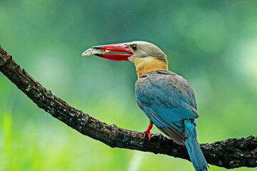 The Stork-billed Kingfisher on a branch