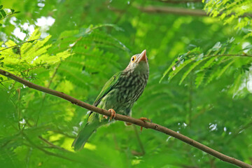 The Lineated Barbet on a branch in nature