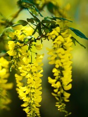 美しく咲き誇るキングサリ