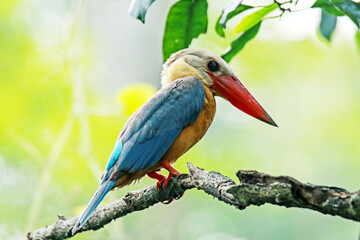 The Stork-billed Kingfisher on a branch