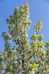 A white cherry blossom, japanese sakura tree in spring. Flowering trees against the blue sky
