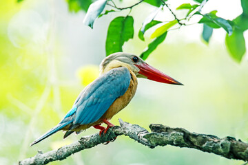 The Stork-billed Kingfisher on a branch