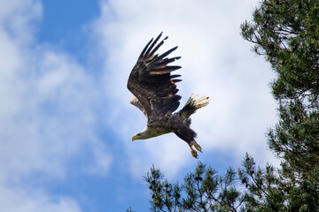 eagle in flight