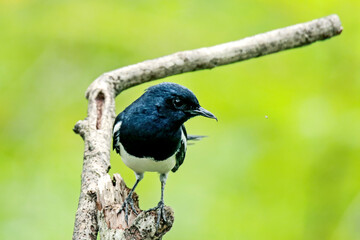 The Oriental magpie robin on a branch